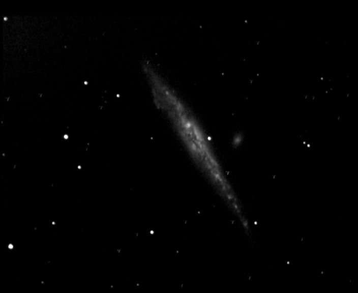 ngc4631 NGC 4631 - Galaxie spirale - Chiens de Chasse - Mag.9,7 - Dim.12'x1,5'<br>
19/05/04 - Le Champ du Feu (67)<br>
N11 f/3.3 altaz + Watec 120N + VCE 15x10s<br> 
IRIS : opt3, rregister, add3<br>